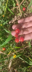 Solanum lycopersicum cerasiforme