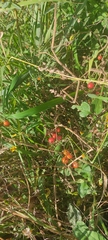 Solanum lycopersicum cerasiforme
