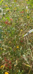 Solanum lycopersicum cerasiforme