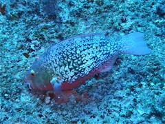 Scarus rubroviolaceus