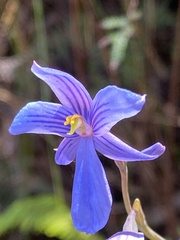 Thelymitra venosa