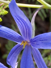 Thelymitra venosa
