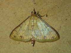 Patania