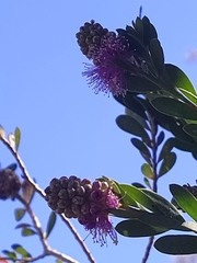 Melaleuca nesophila