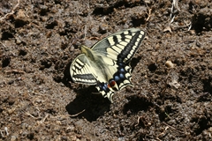 Papilio machaon ladakensis