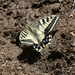 Papilio machaon ladakensis - Photo (c) Heiner Ziegler, μερικά δικαιώματα διατηρούνται (CC BY-NC), uploaded by Heiner Ziegler