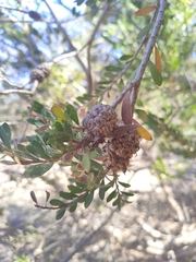 Melaleuca nesophila