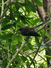 Rhipidura fuliginosa fuliginosa