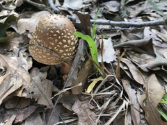 Amanita amerirubescens