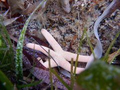 Pseudonepanthia troughtoni