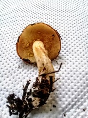 Suillus