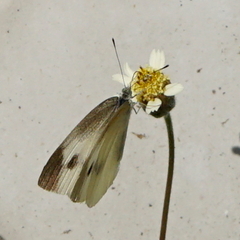 Pieris rapae crucivora