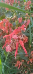Salvia sessei