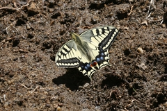 Papilio machaon ladakensis