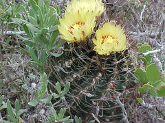 Hamatocactus setispinus