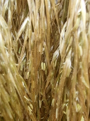 Austroderia richardii