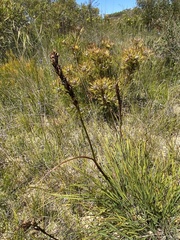 Prasophyllum elatum