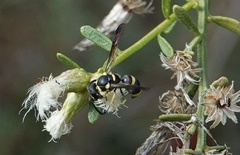 Parancistrocerus declivatus