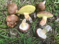 Boletus