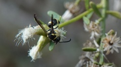 Parancistrocerus declivatus