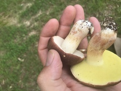 Boletus
