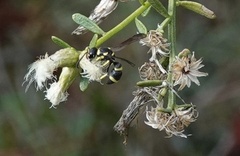 Parancistrocerus declivatus