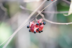 Rhynchosia volubilis