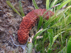 Australostichopus mollis