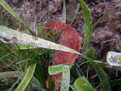 Australostichopus mollis