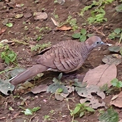 Geopelia striata