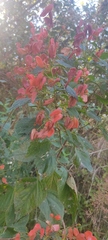 Salvia sessei