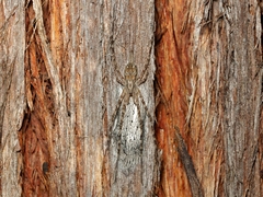 Tamopsis fickerti