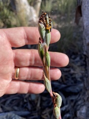 Thelymitra brevifolia