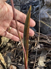 Thelymitra brevifolia