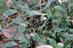 Persicaria posumbu