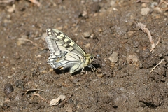 Papilio machaon ladakensis