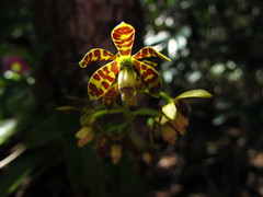 Prosthechea boothiana