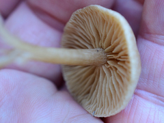 Tubaria furfuracea