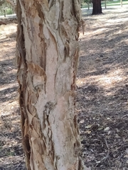 Melaleuca preissiana