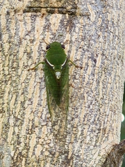Glaucopsaltria viridis
