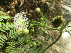 Trachymene composita