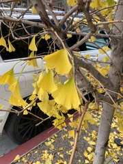 Ginkgo