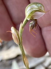 Pterostylis aciculiformis
