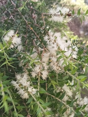 Melaleuca preissiana