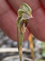 Pterostylis aciculiformis