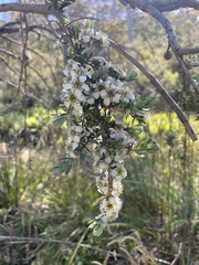 Leptospermum grandifolium