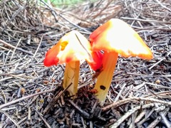 Hygrocybe