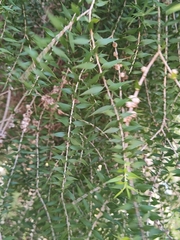 Melaleuca preissiana
