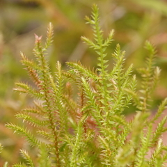 Selaginella uliginosa