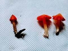 Hygrocybe